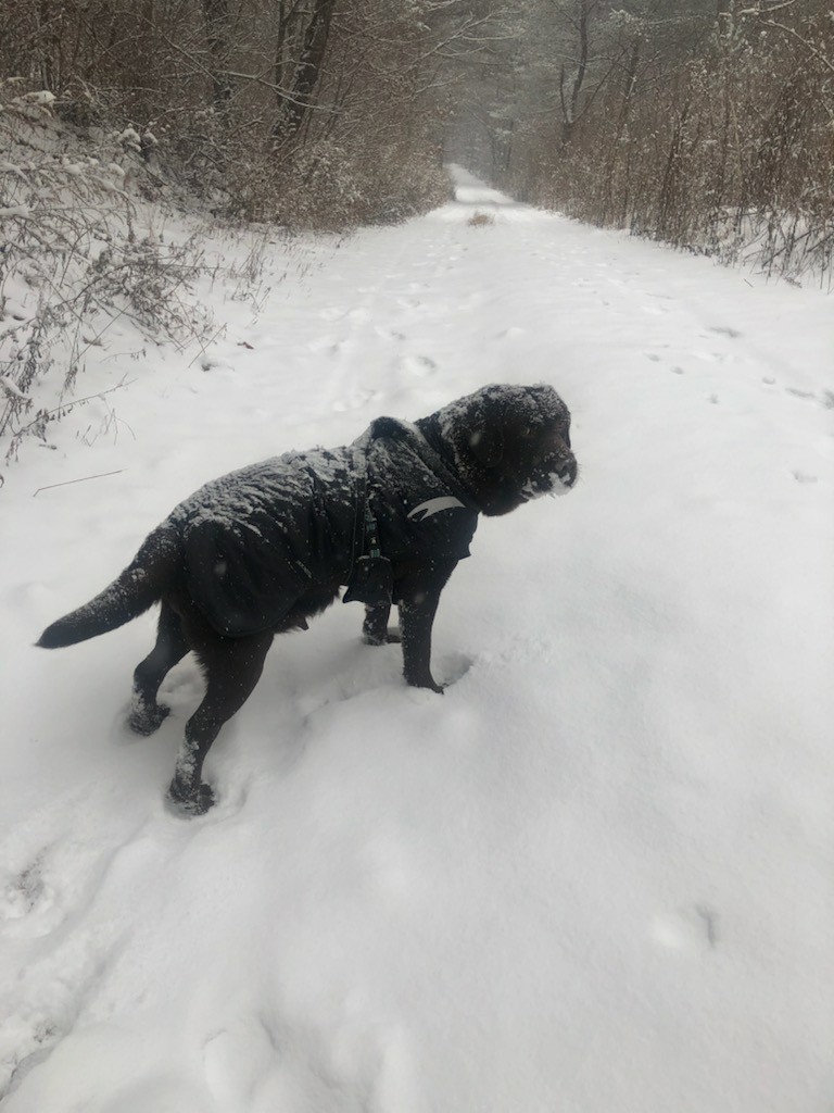고양시 불법 번식장 구조견 로랑이 입양 3개월 차