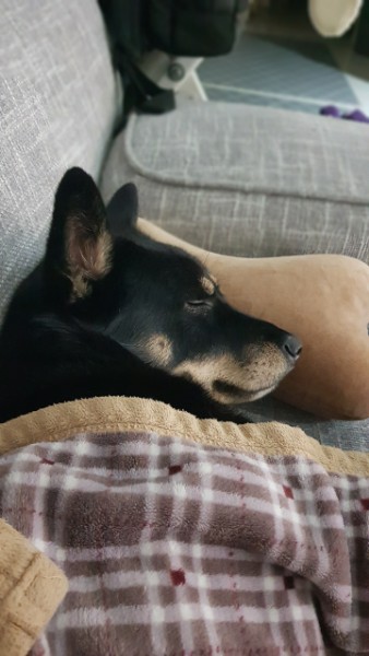 흑치 입양 1년 후기