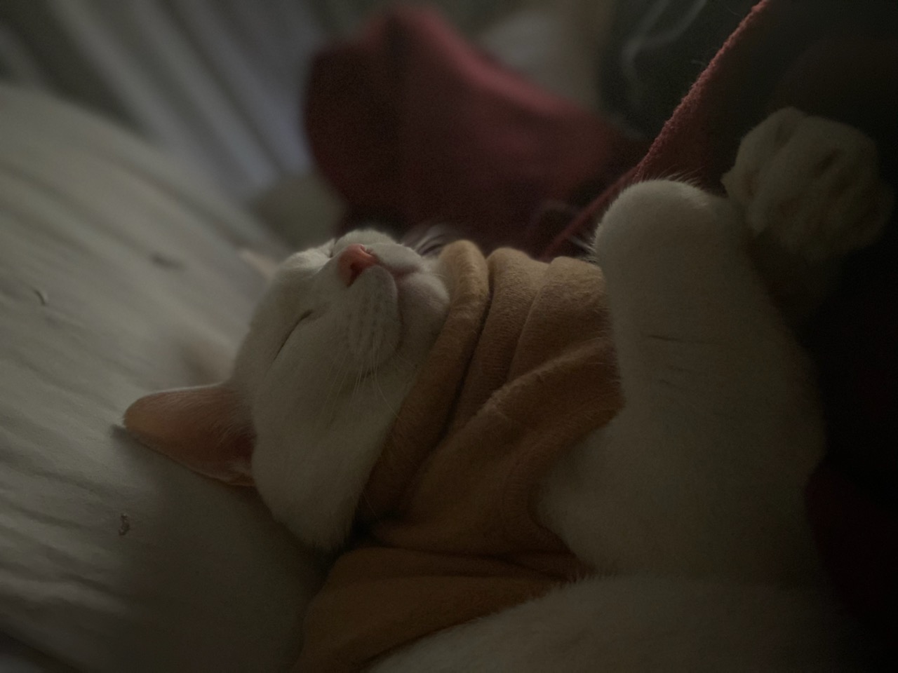 구름이 3년 차 입양후기(+다람이)