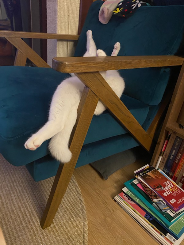 구름이 3년 차 입양후기(+다람이)