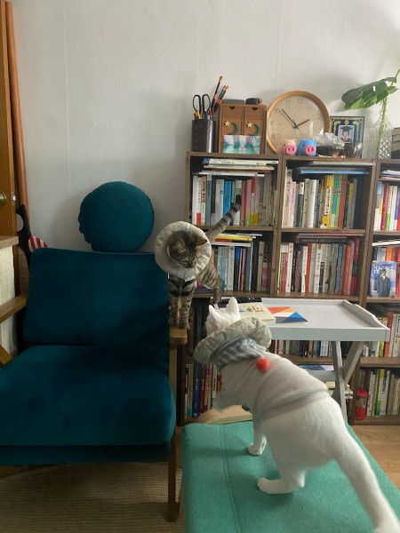 구름이 3년 차 입양후기(+다람이)