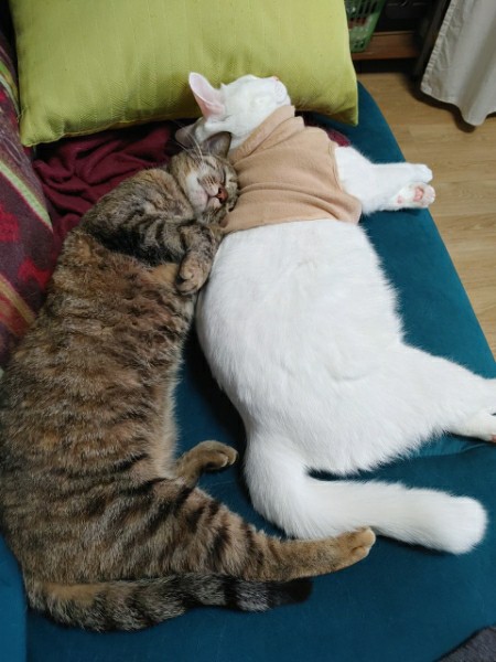 구름이 3년 차 입양후기(+다람이)