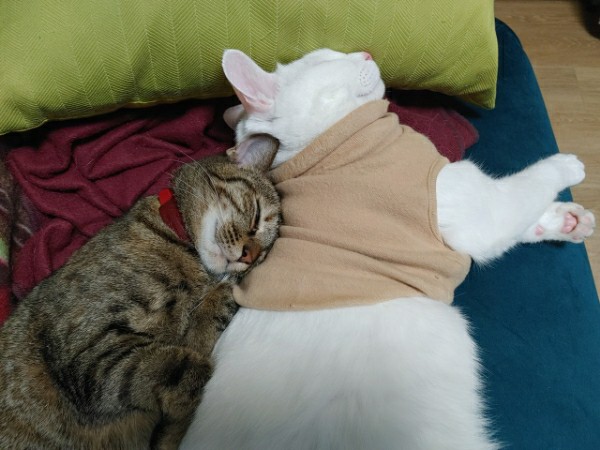 구름이 3년 차 입양후기(+다람이)