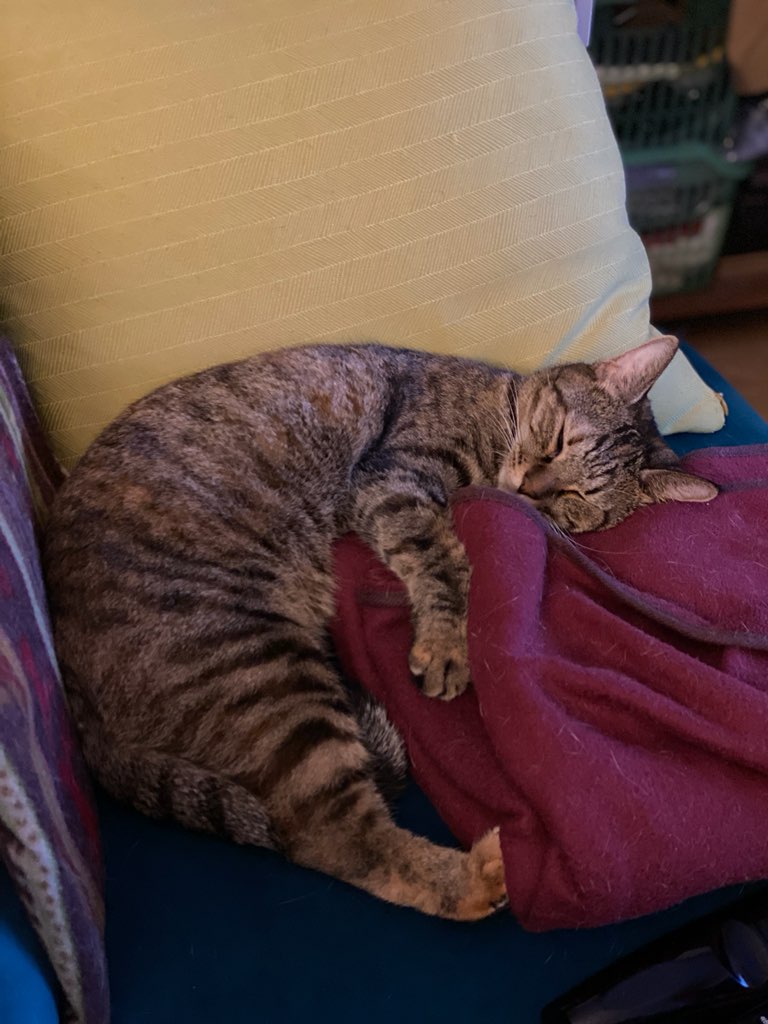 구름이 3년 차 입양후기(+다람이)