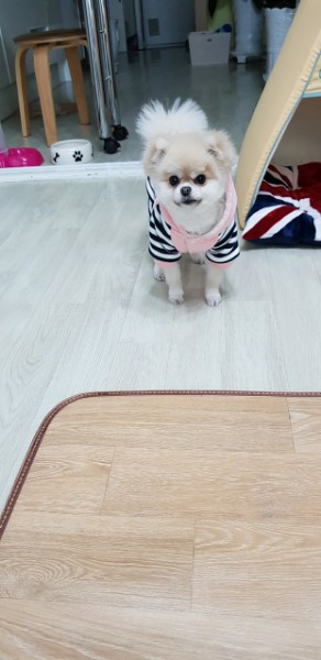 포포 입양 3년 차 후기