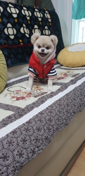 포포 입양 3년 차 후기