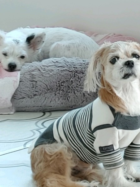 렌지 10년 차 입양 후기