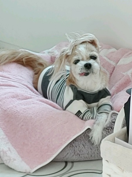 렌지 10년 차 입양 후기