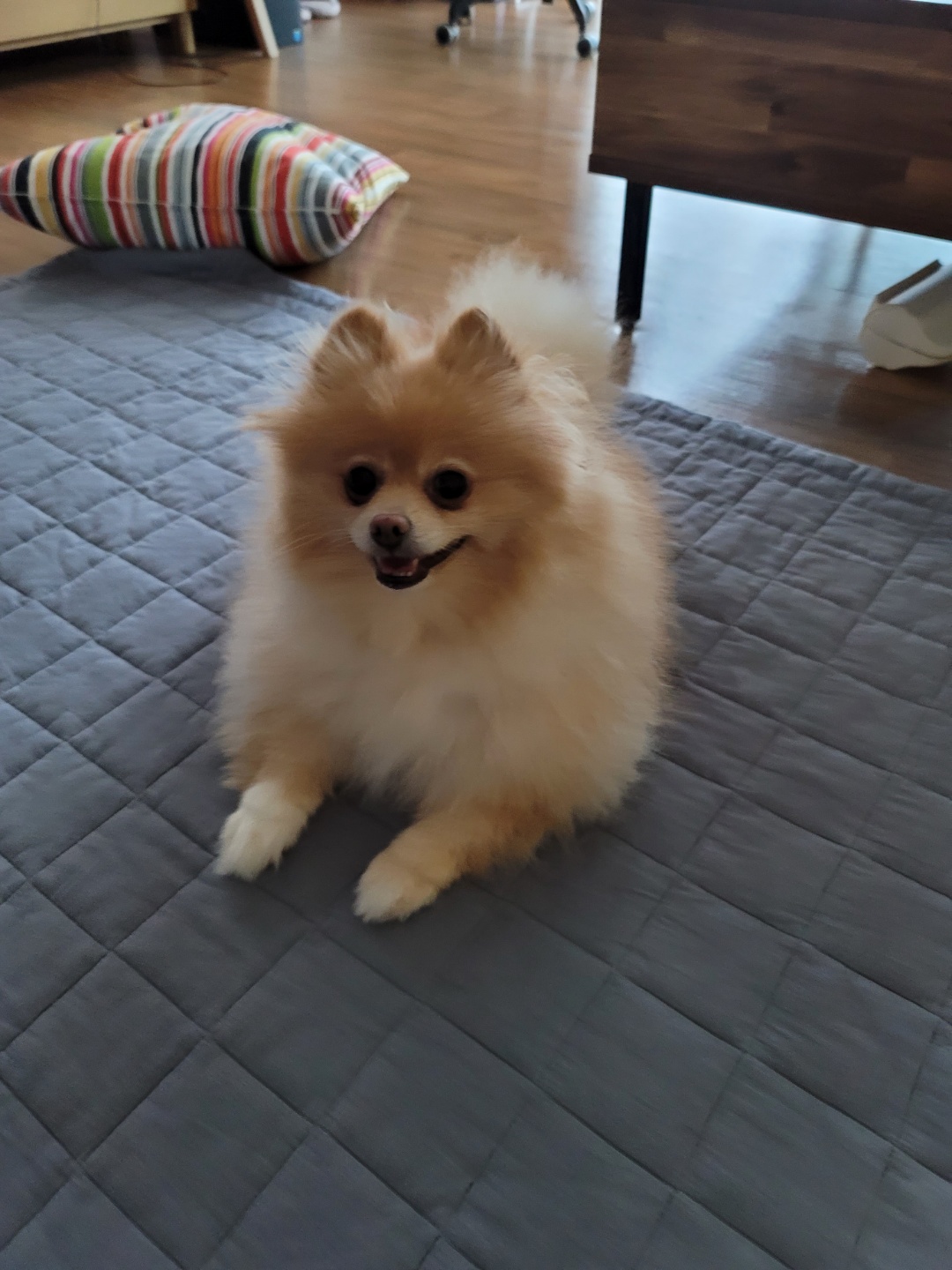 슬기 입양 2년차 후기입니다.