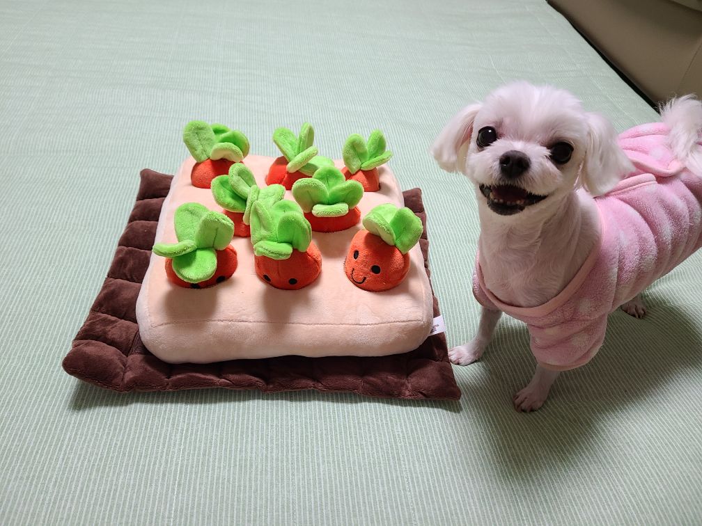 초롱이 3년 차 입양후기