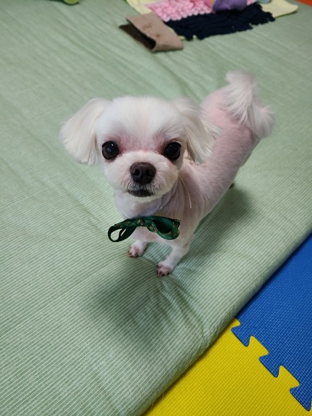 초롱이 3년 차 입양후기