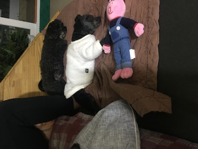 [곤지암번식장 구조견 임시보호중] 릴리(곤지암-12) 잘지내고 있어요!