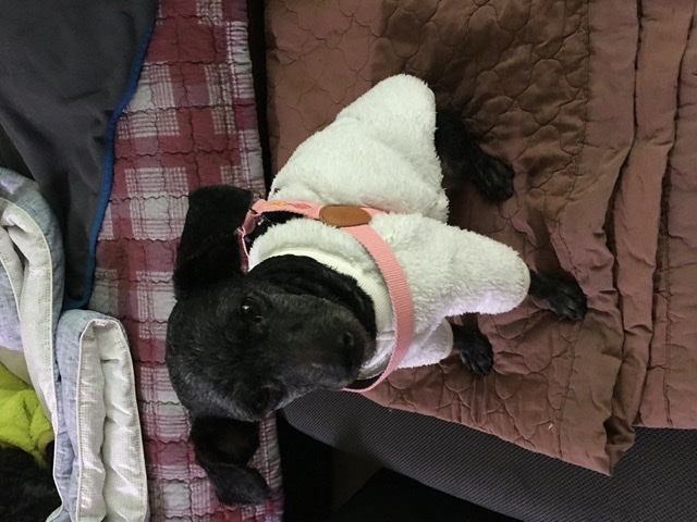 [곤지암번식장 구조견 임시보호중] 릴리(곤지암-12) 잘지내고 있어요!