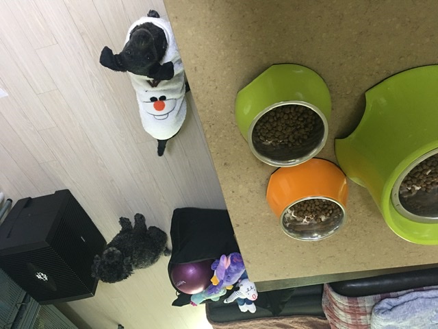 [곤지암번식장 구조견 임시보호중] 릴리(곤지암-12) 잘지내고 있어요!