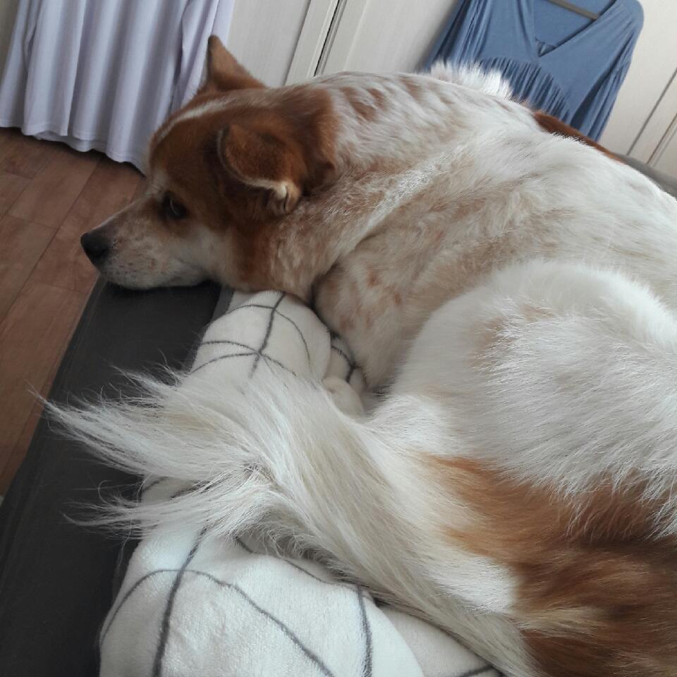 아지 입양 10년 차 후기