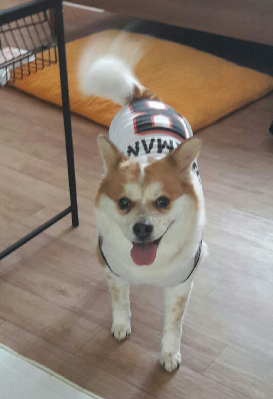 아지 입양 10년 차 후기