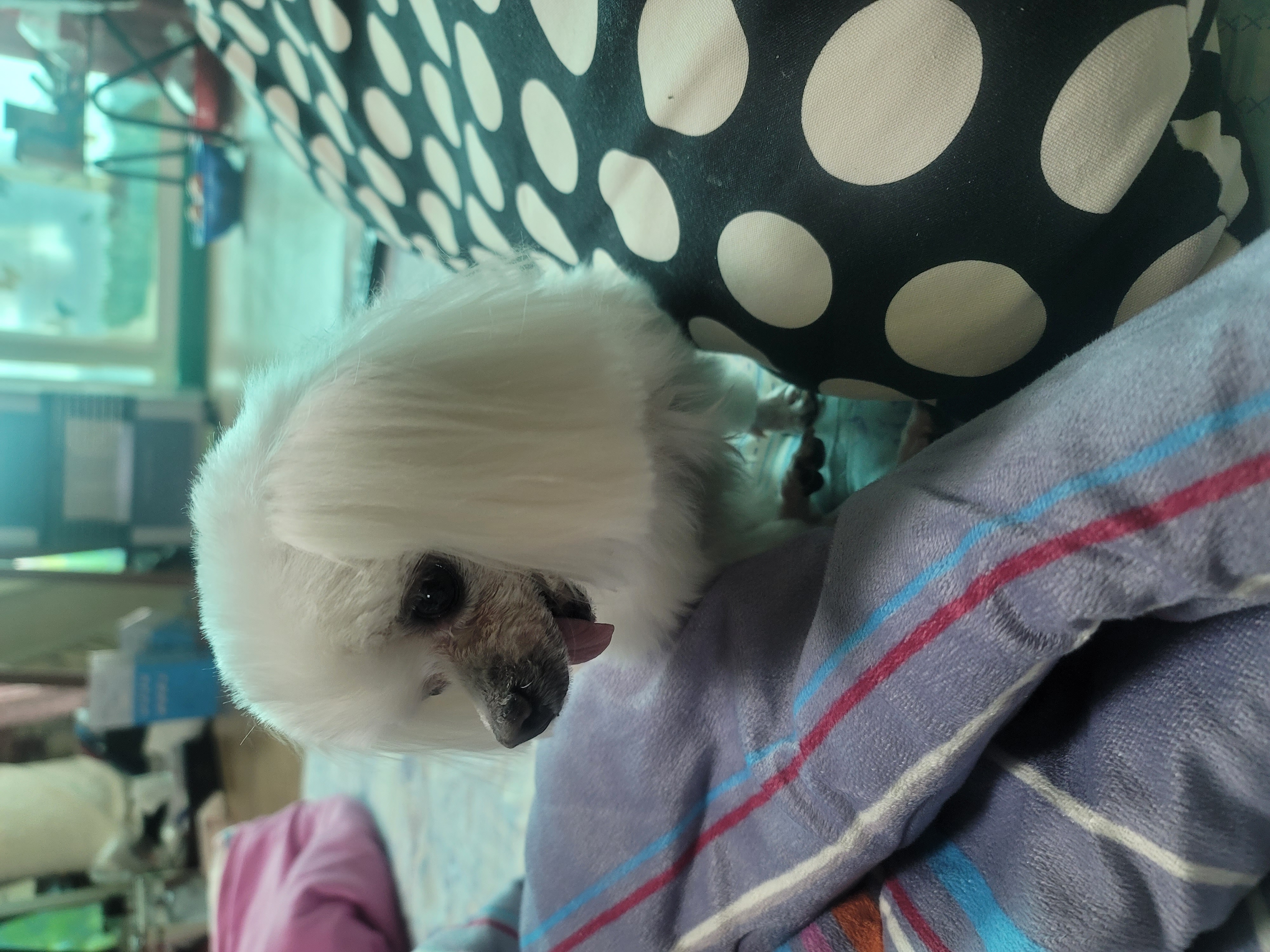 꼬미입양3년째 이야기..