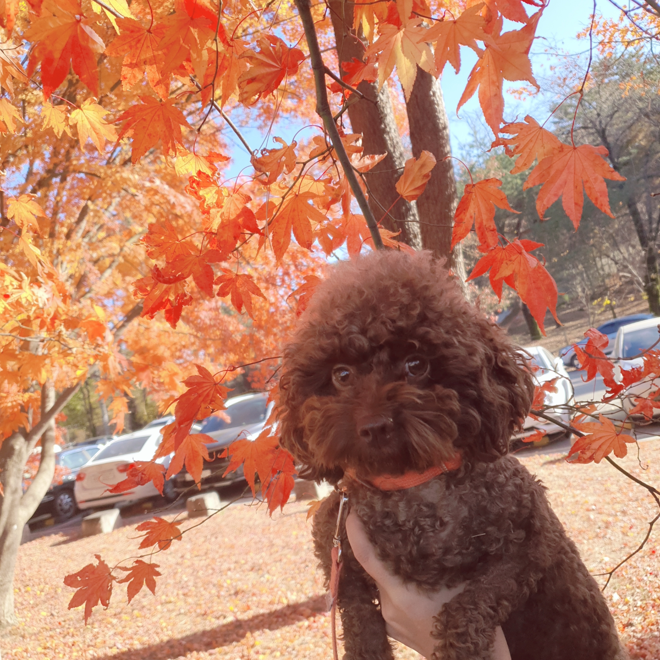 로니(비비빅) 1년차 입양후기