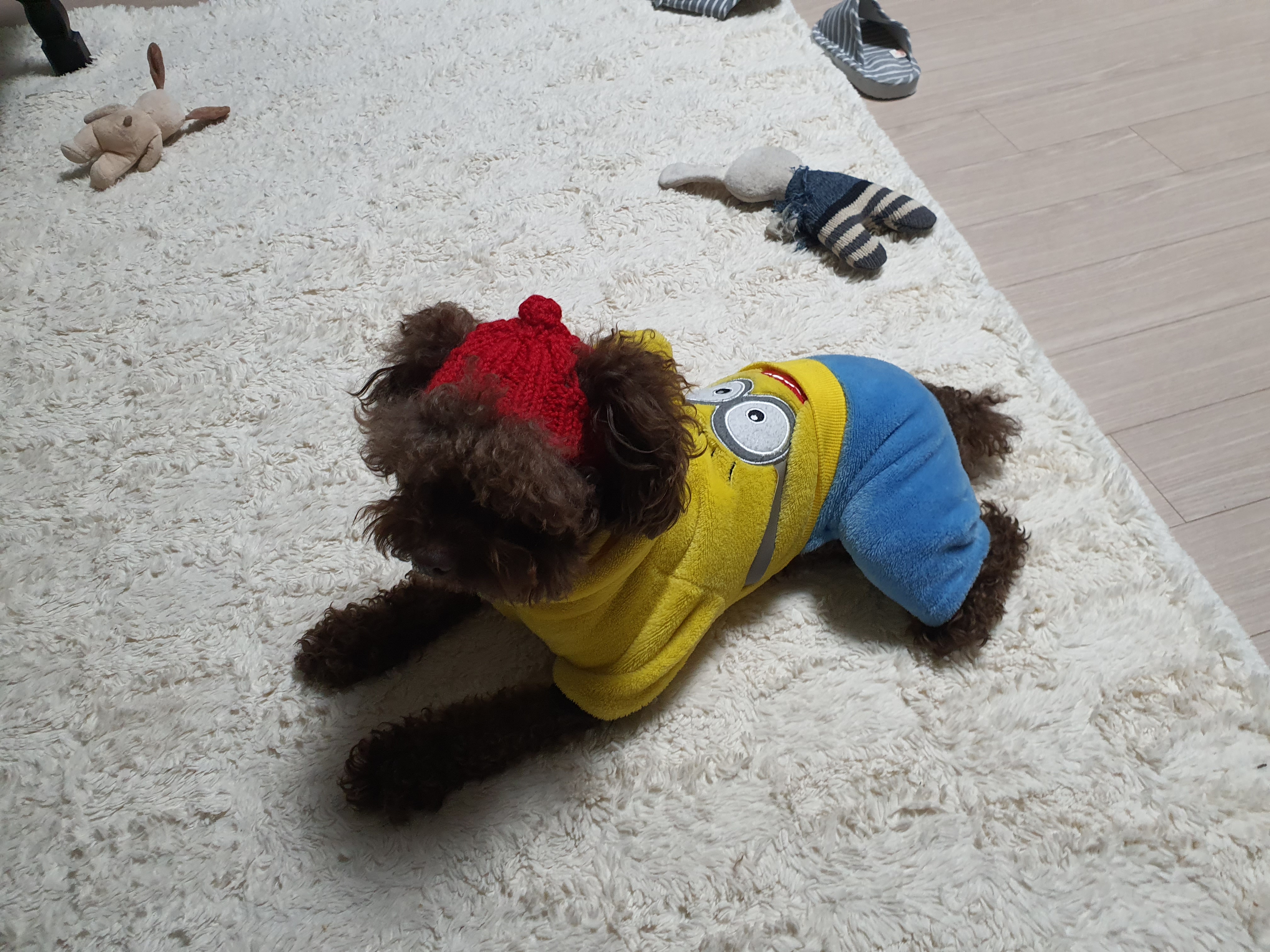 로니(비비빅) 1년차 입양후기