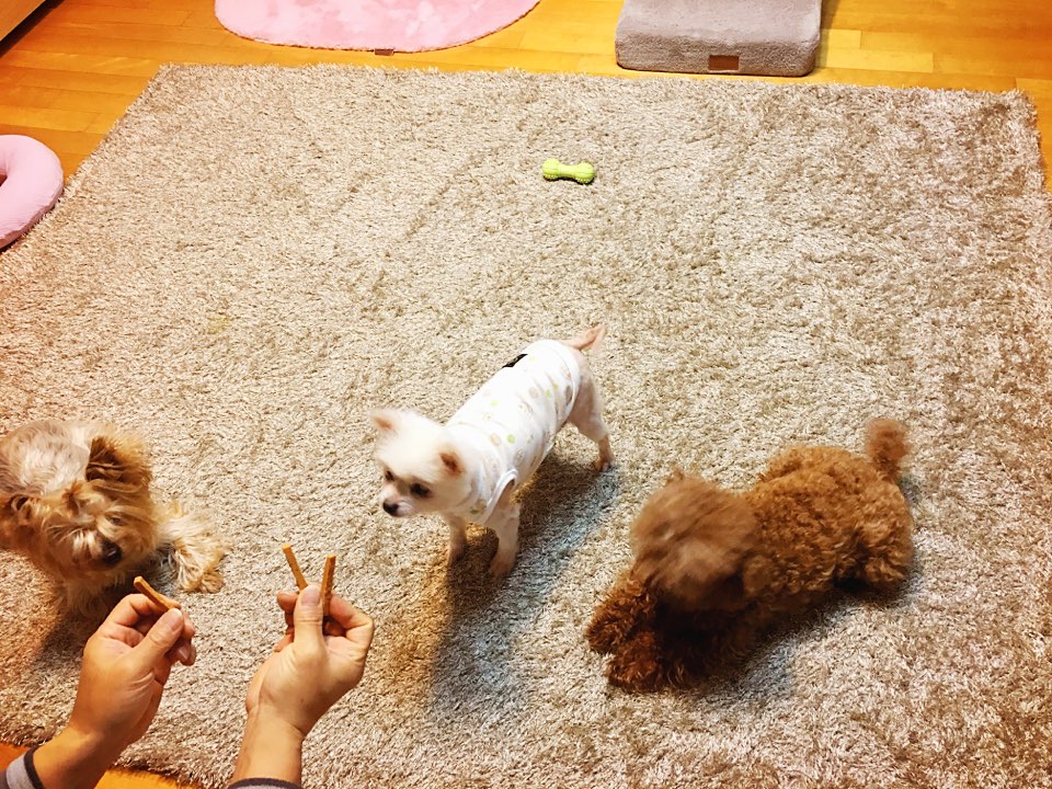 [곤지암번식장 구조견 임시보호중] 곤지암-5 꾸르미 