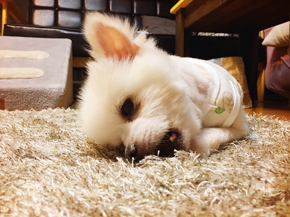 [곤지암번식장 구조견 임시보호중] 곤지암-5 꾸르미 