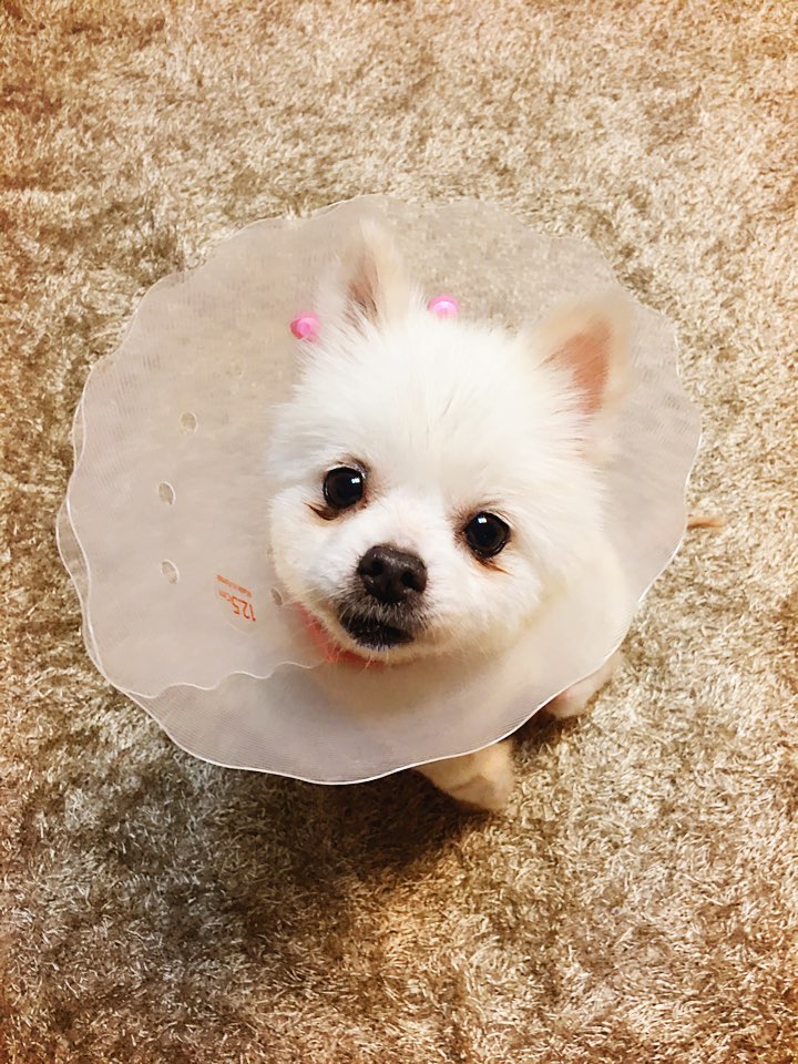 [곤지암번식장 구조견 임시보호중] 곤지암-5 꾸르미 