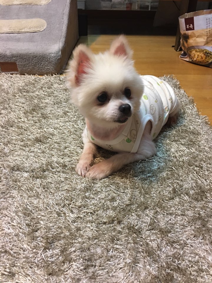 [곤지암번식장 구조견 임시보호중] 곤지암-5 꾸르미 