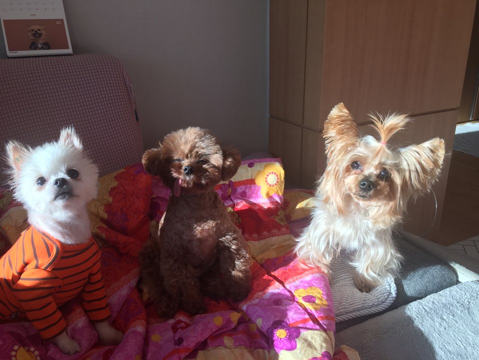 [곤지암번식장 구조견 임시보호중] 곤지암-5 꾸르미 