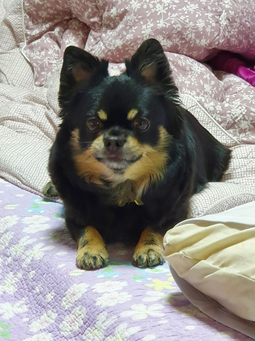 헬시코기처럼 엉덩이가 튼실해진 몽글(구, 랩몬)이의 이야기를 전해드립니다.