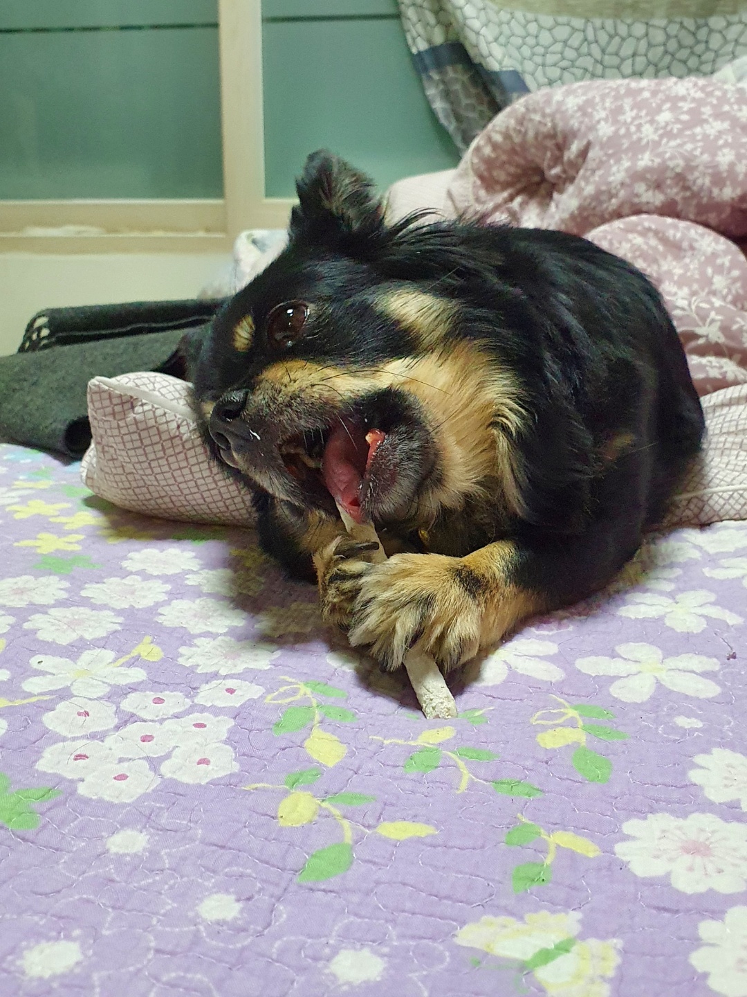 헬시코기처럼 엉덩이가 튼실해진 몽글(구, 랩몬)이의 이야기를 전해드립니다.