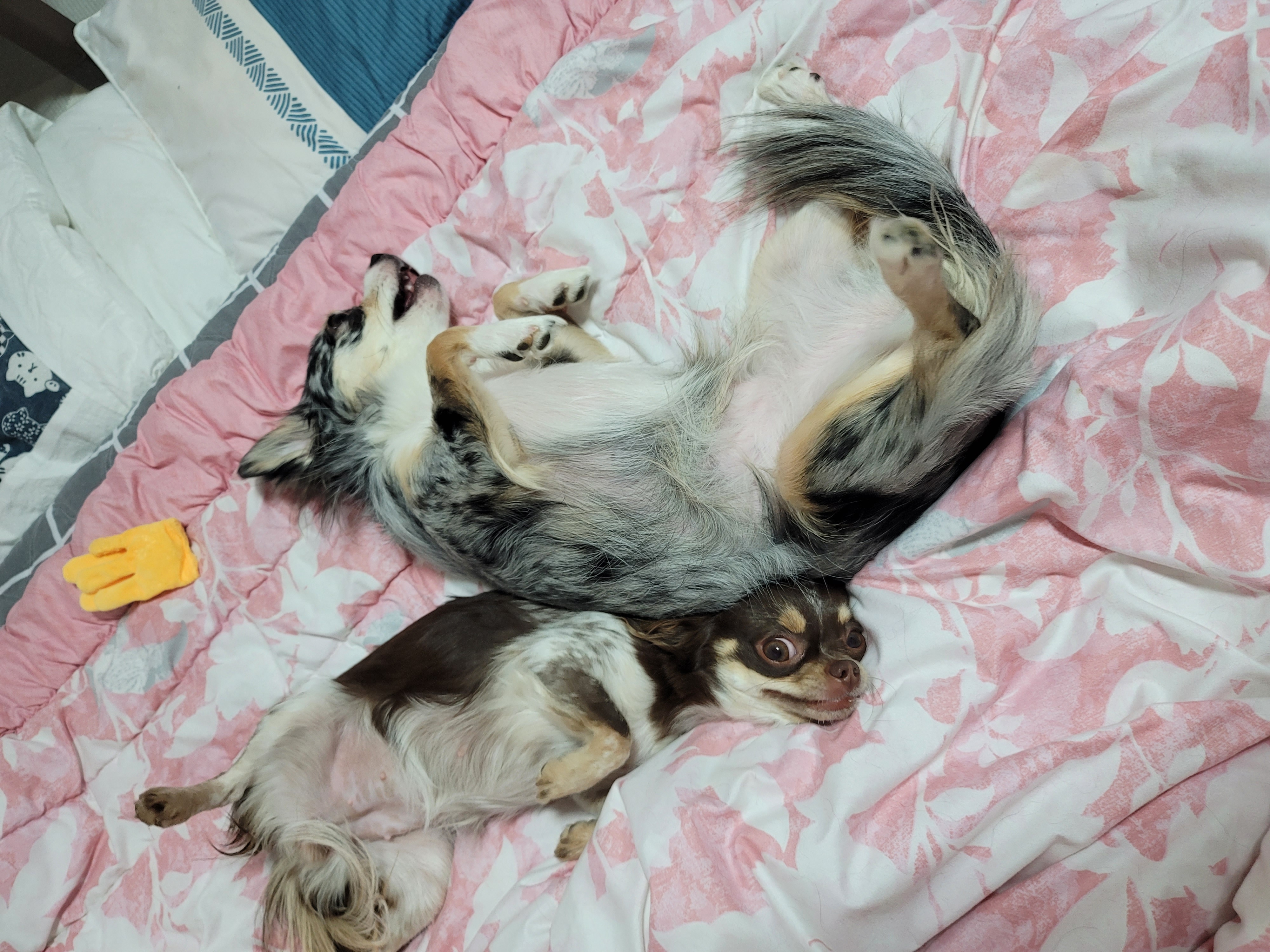 쁘띠 열다섯번째 이야기(평택번식장 태태막둥이)