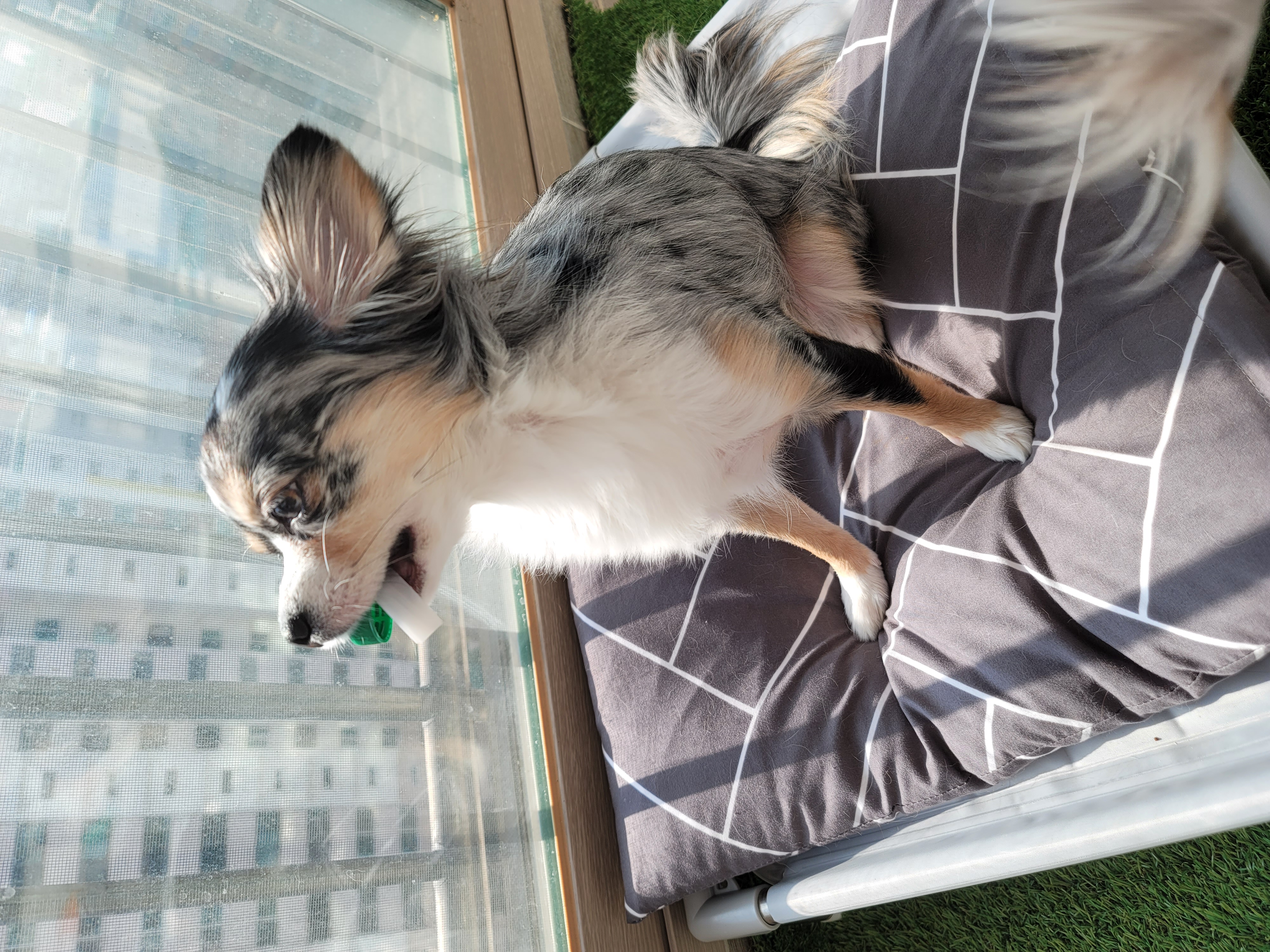 쁘띠 열다섯번째 이야기(평택번식장 태태막둥이)