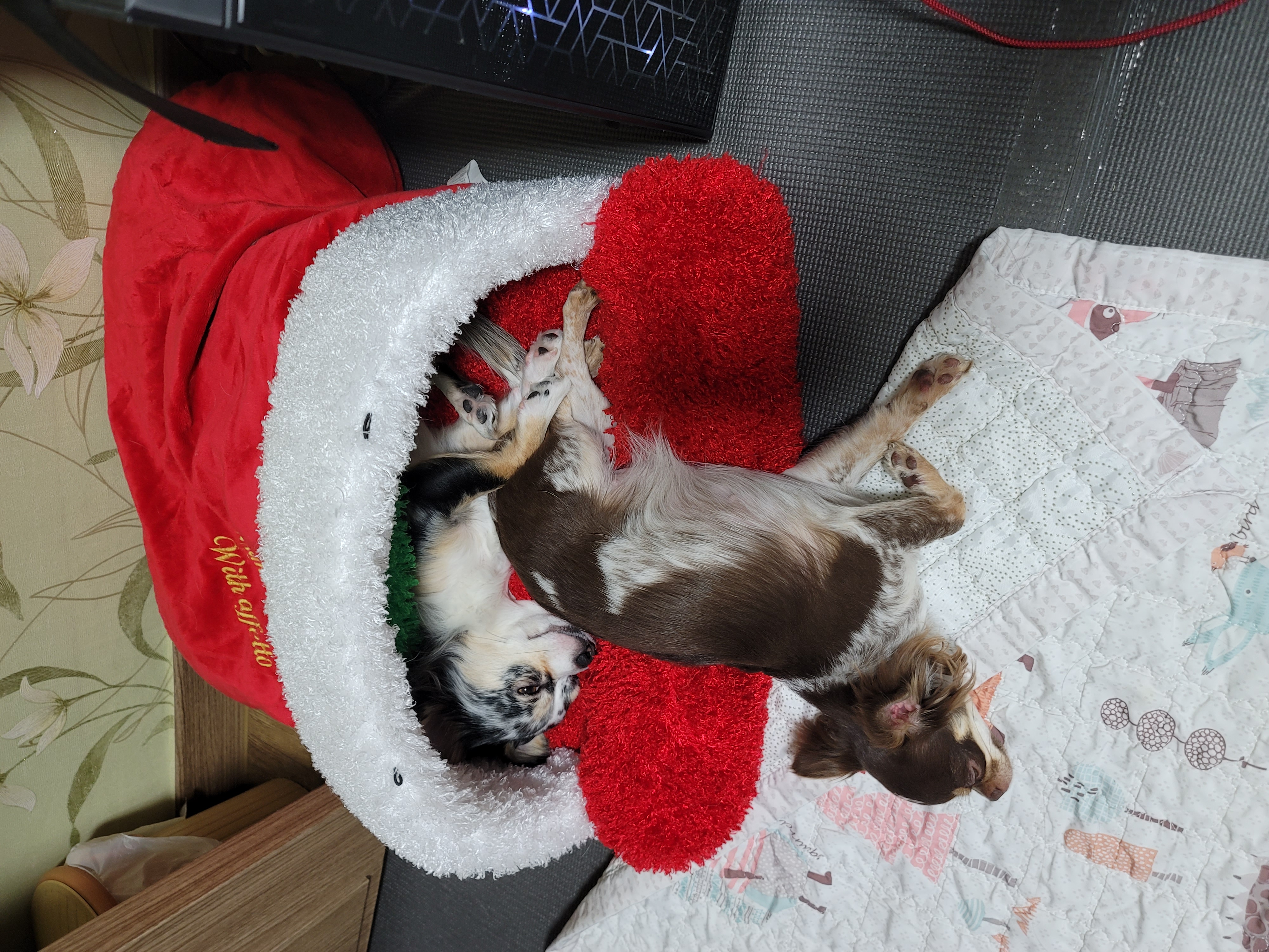 쁘띠 열다섯번째 이야기(평택번식장 태태막둥이)