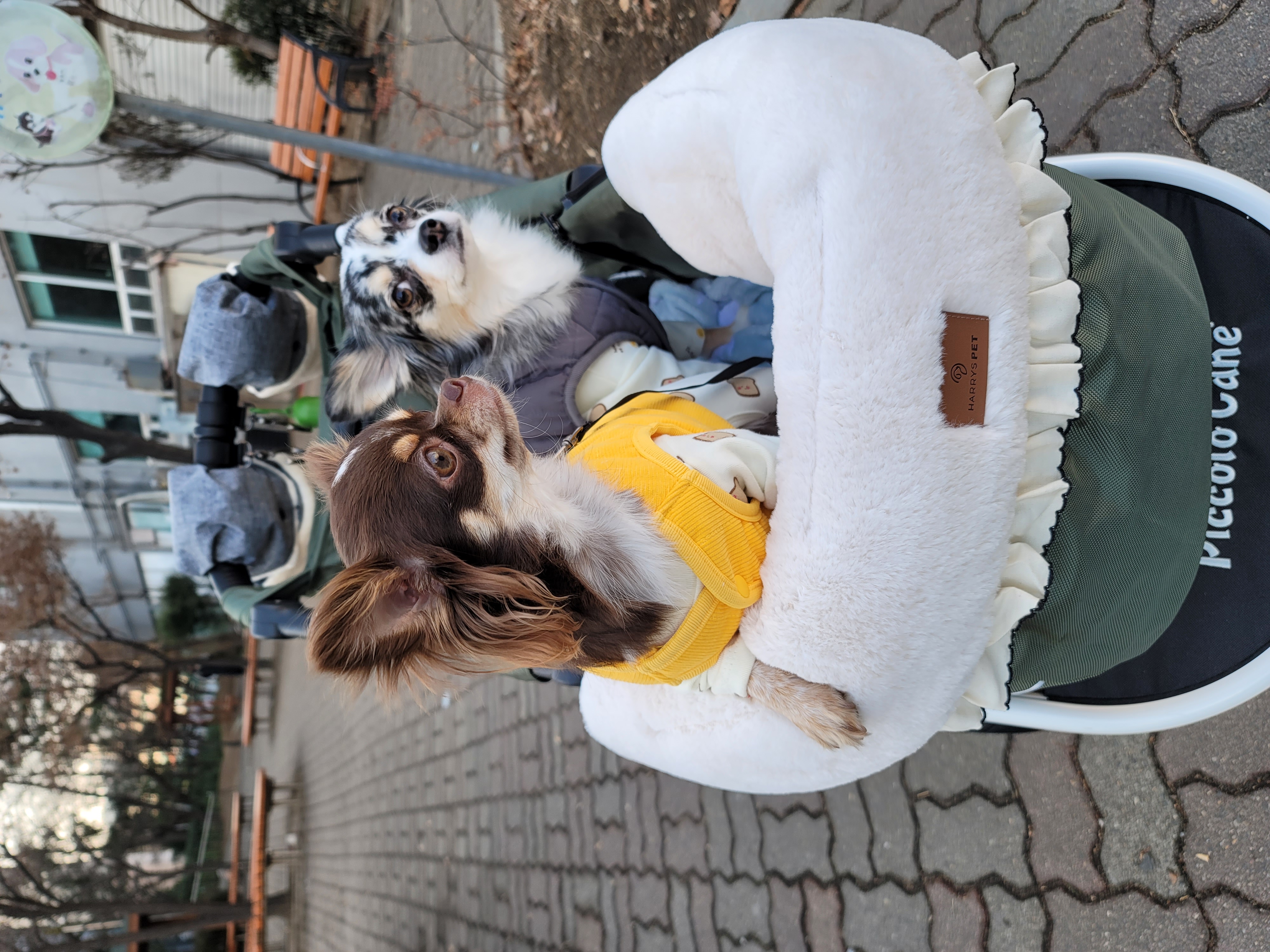 쁘띠 열다섯번째 이야기(평택번식장 태태막둥이)