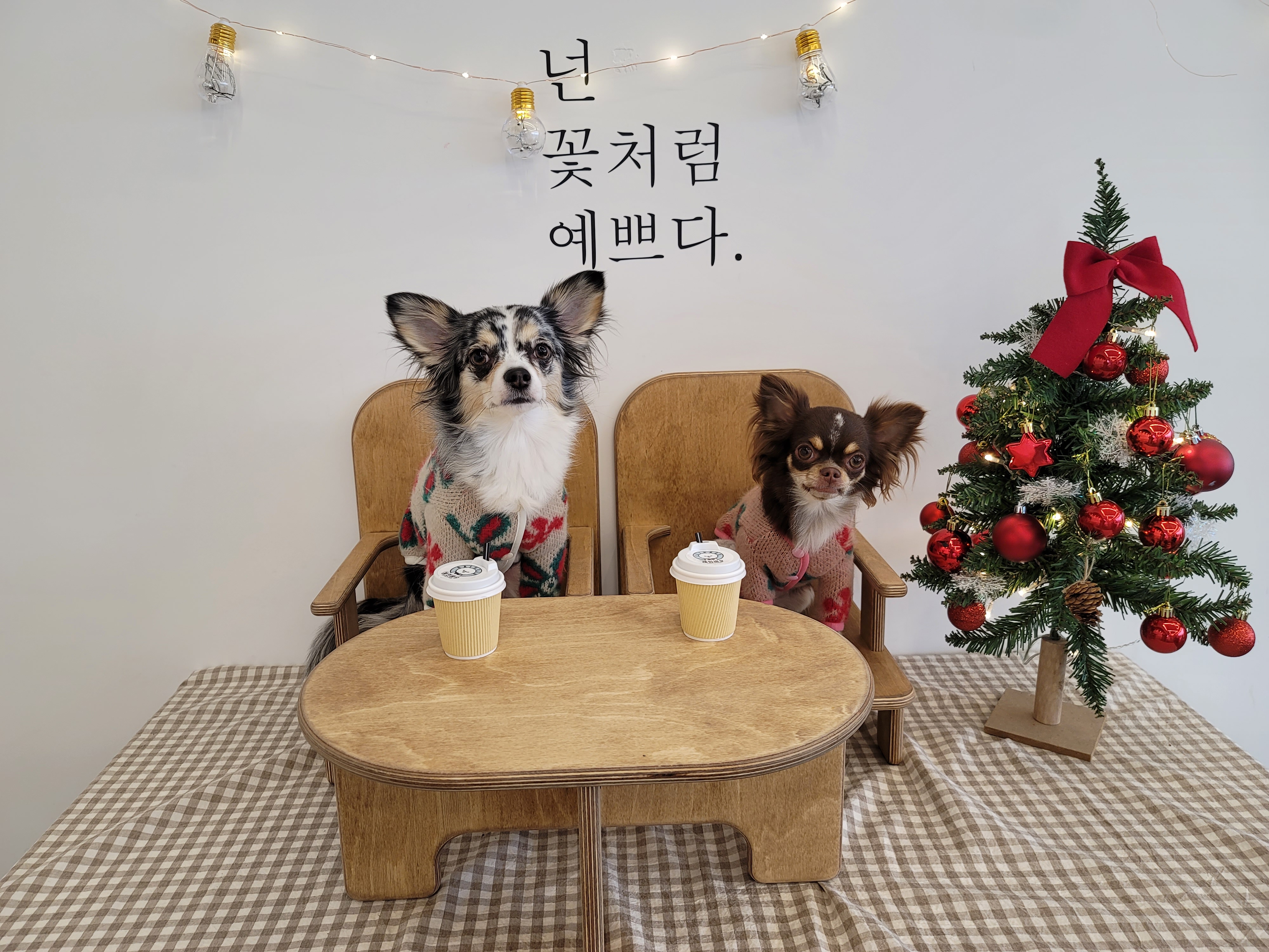 쁘띠 열다섯번째 이야기(평택번식장 태태막둥이)