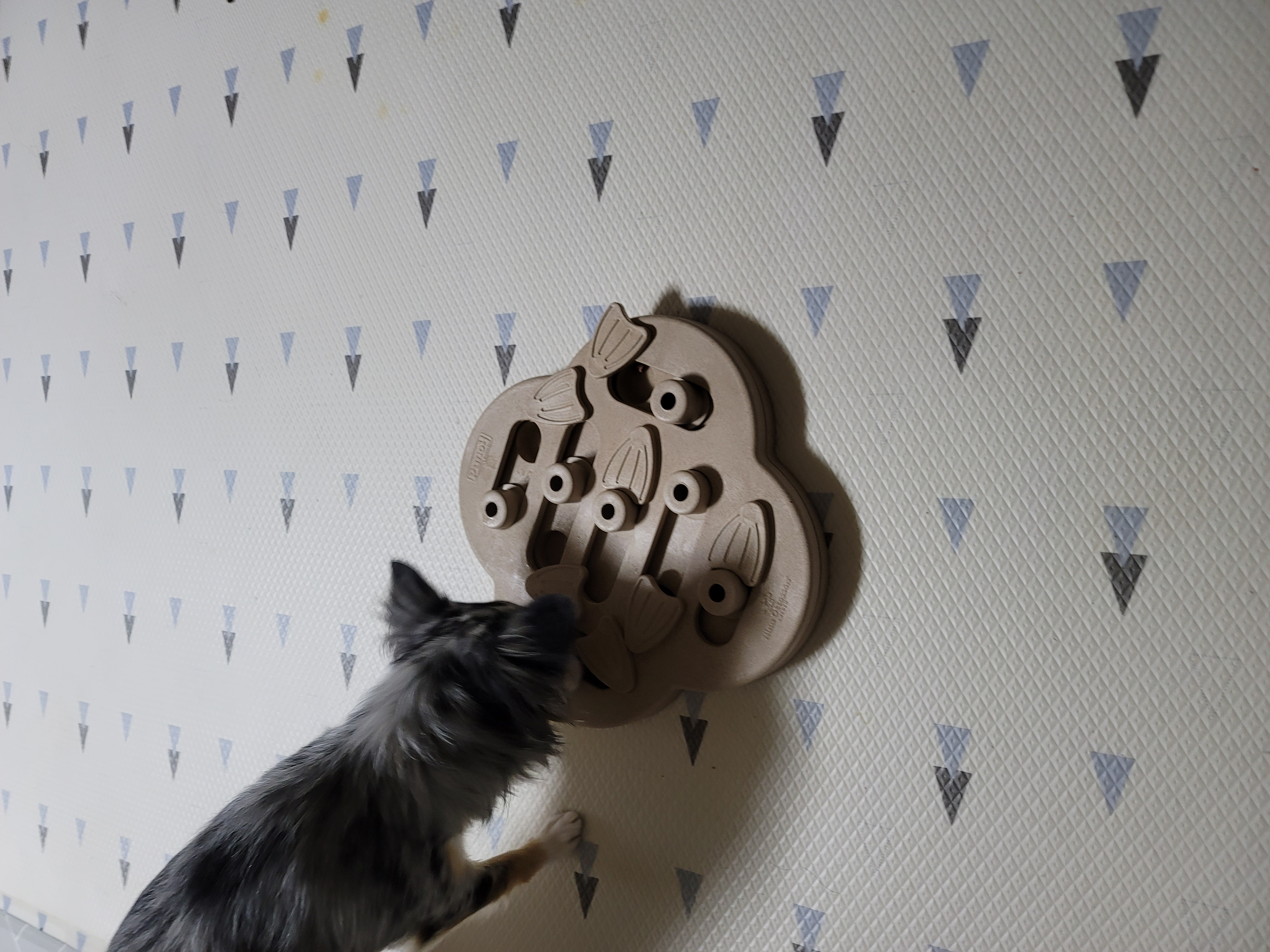 쁘띠 열다섯번째 이야기(평택번식장 태태막둥이)