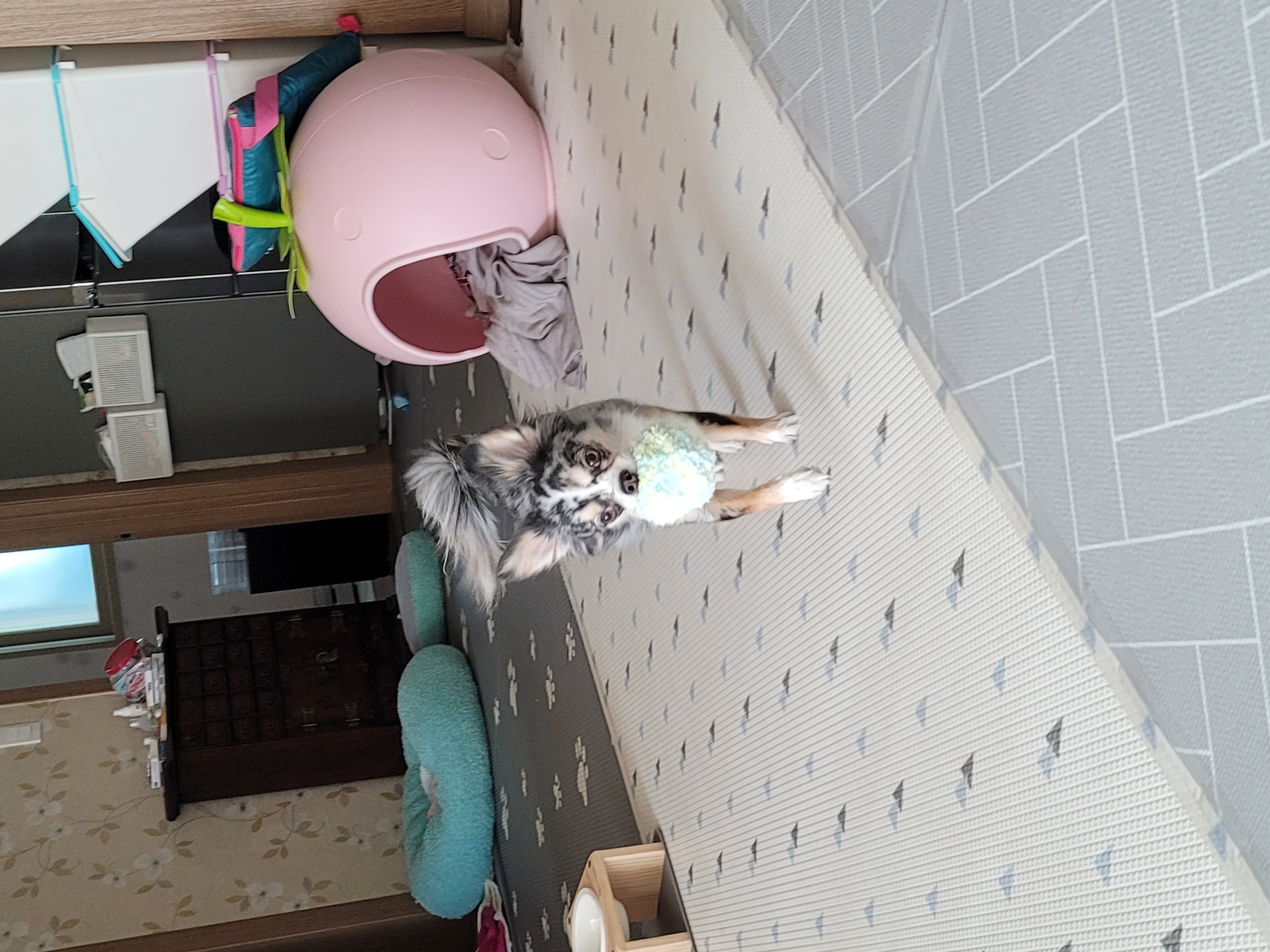 쁘띠 열다섯번째 이야기(평택번식장 태태막둥이)