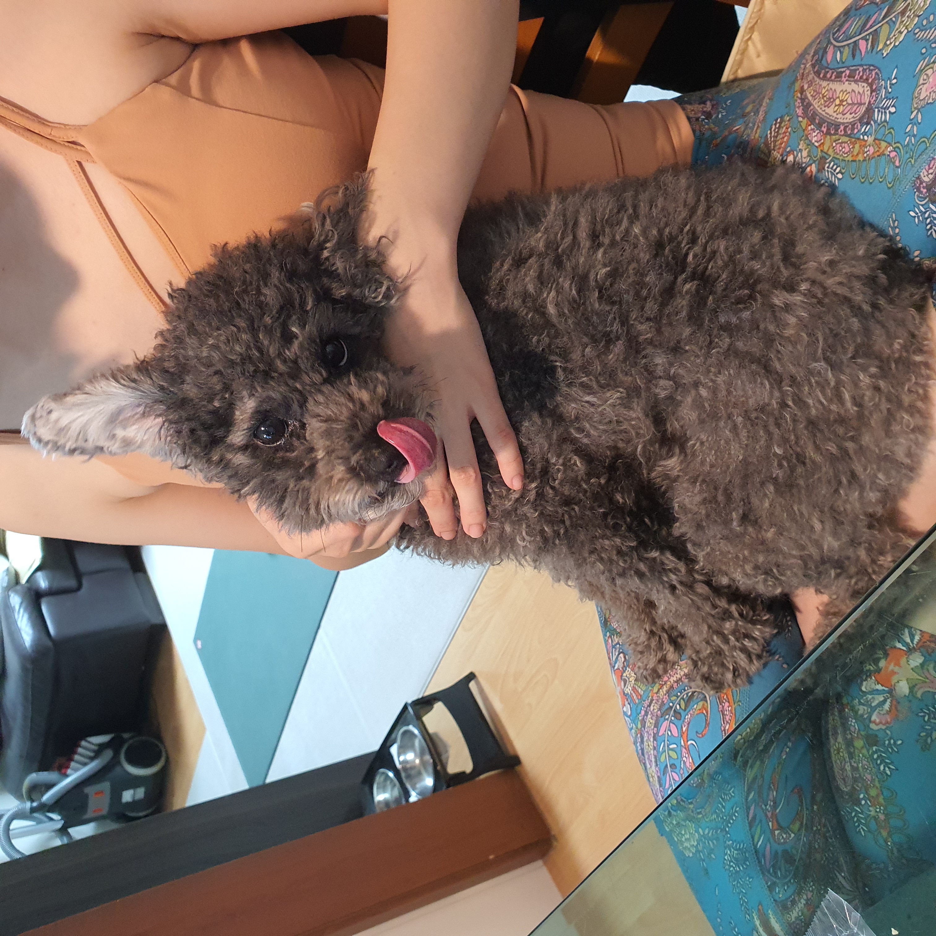 블랑 입양 3년차 후기