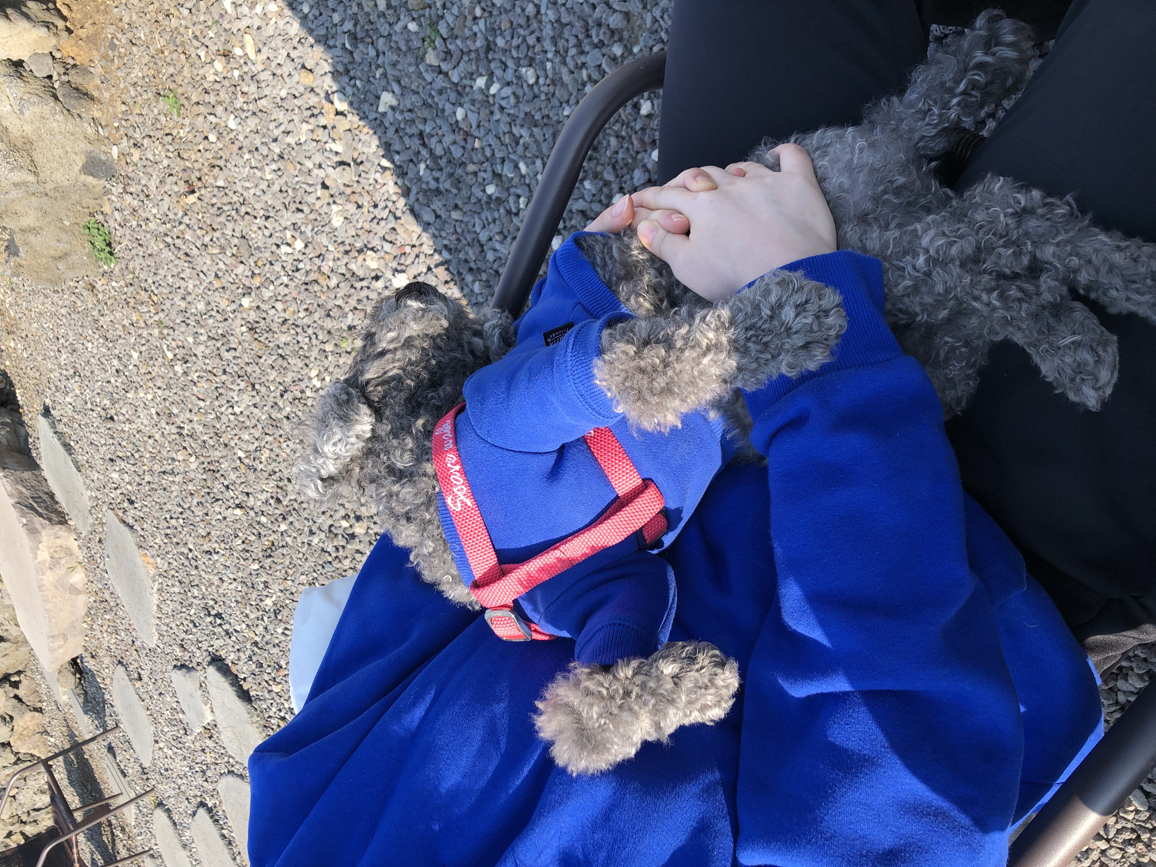 블랑 입양 3년차 후기