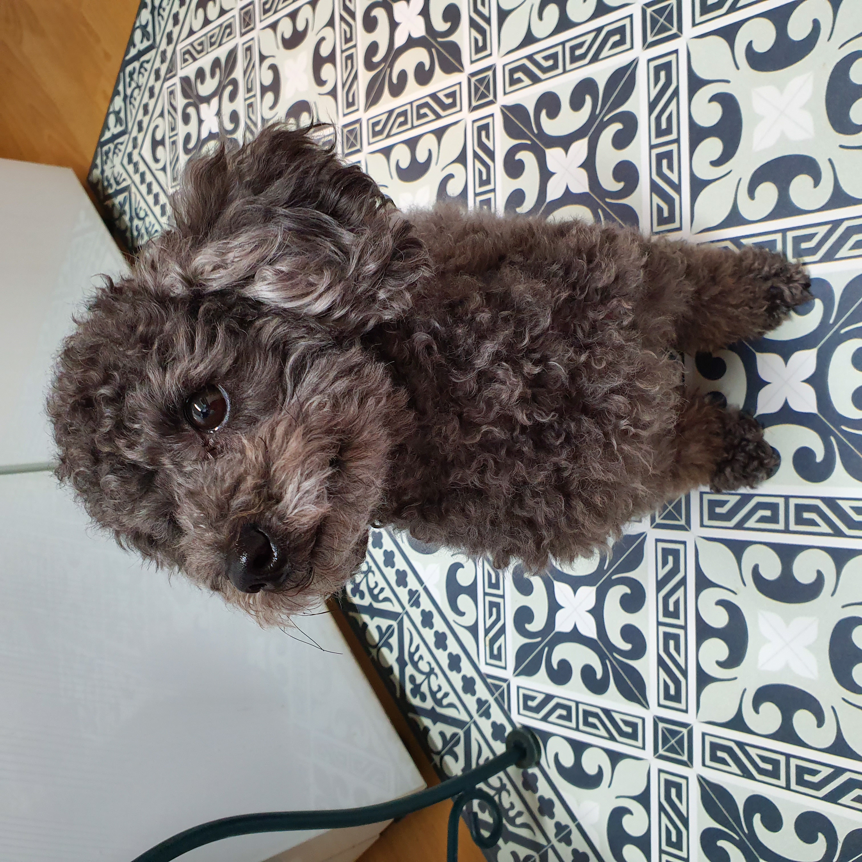 블랑 입양 3년차 후기