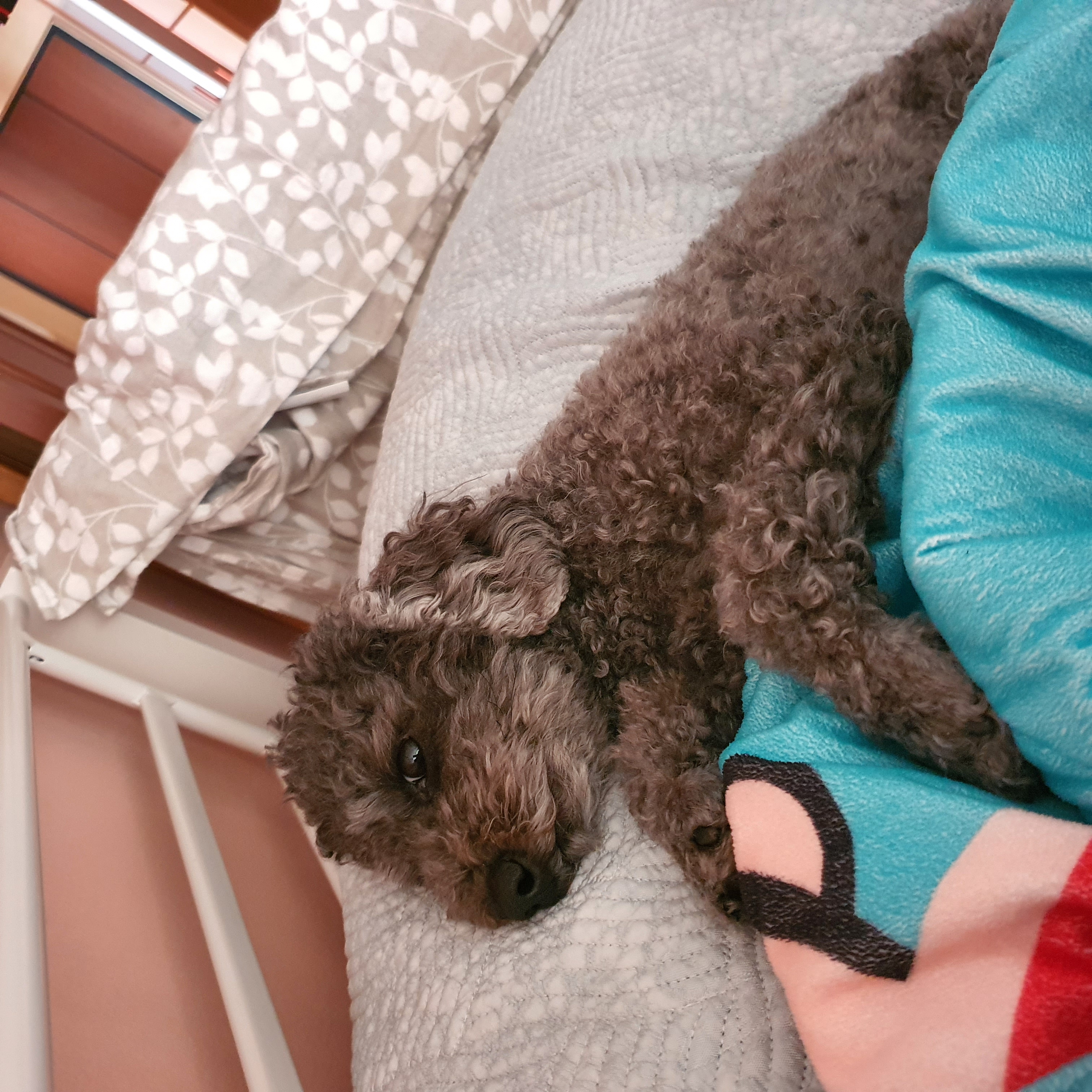 블랑 입양 3년차 후기