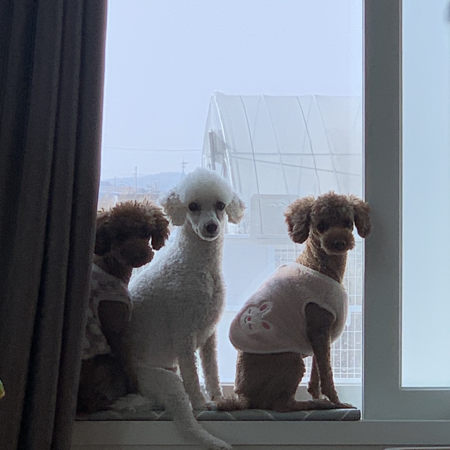 하랑이가 온 지 벌써 3년이 지났네요