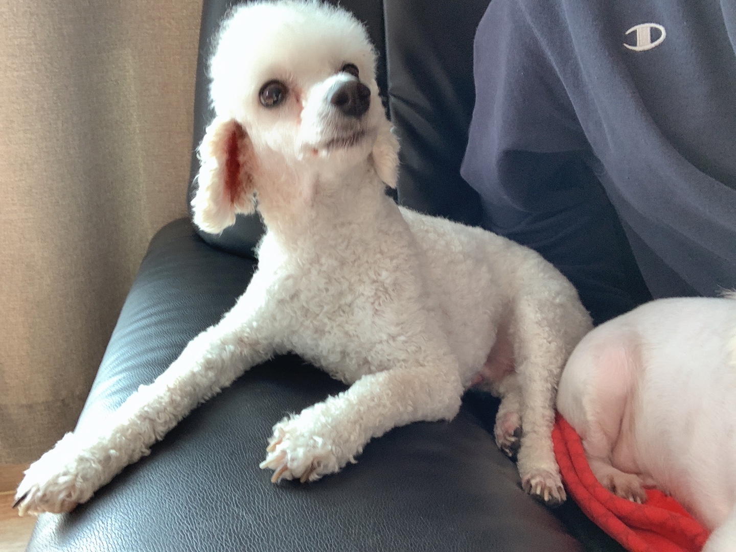 하랑이가 온 지 벌써 3년이 지났네요