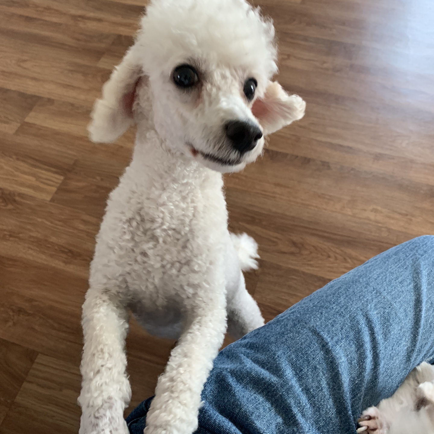 하랑이가 온 지 벌써 3년이 지났네요