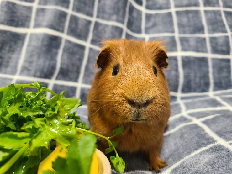 마론(귀염)&크림(기니) 1주년 후기