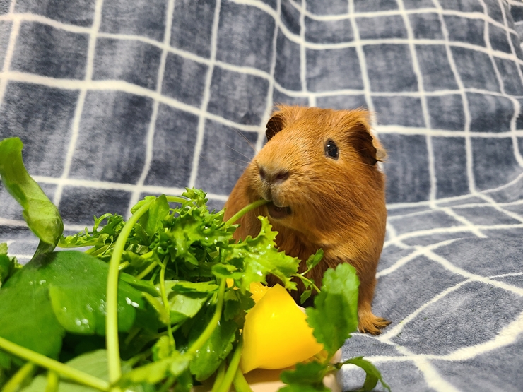 마론(귀염)&크림(기니) 1주년 후기