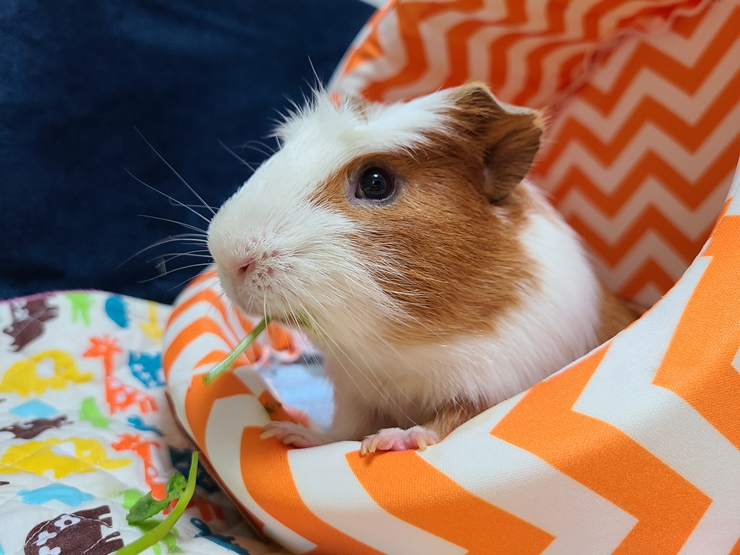 마론(귀염)&크림(기니) 1주년 후기