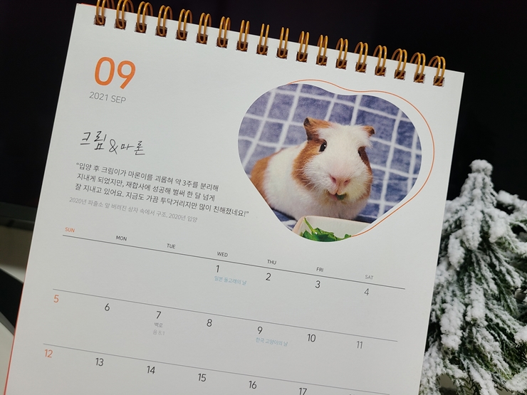 마론(귀염)&크림(기니) 1주년 후기