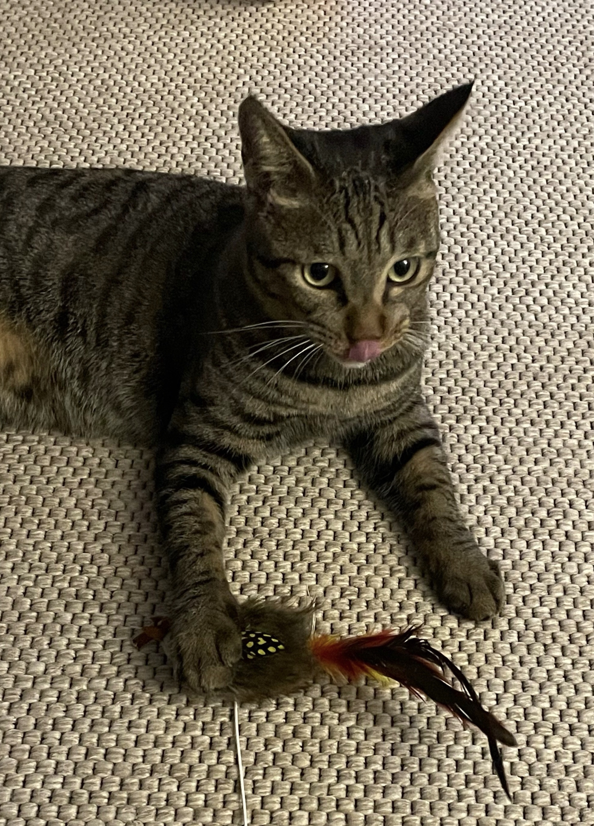 망덕(매콩)이 입양 3개월 후기