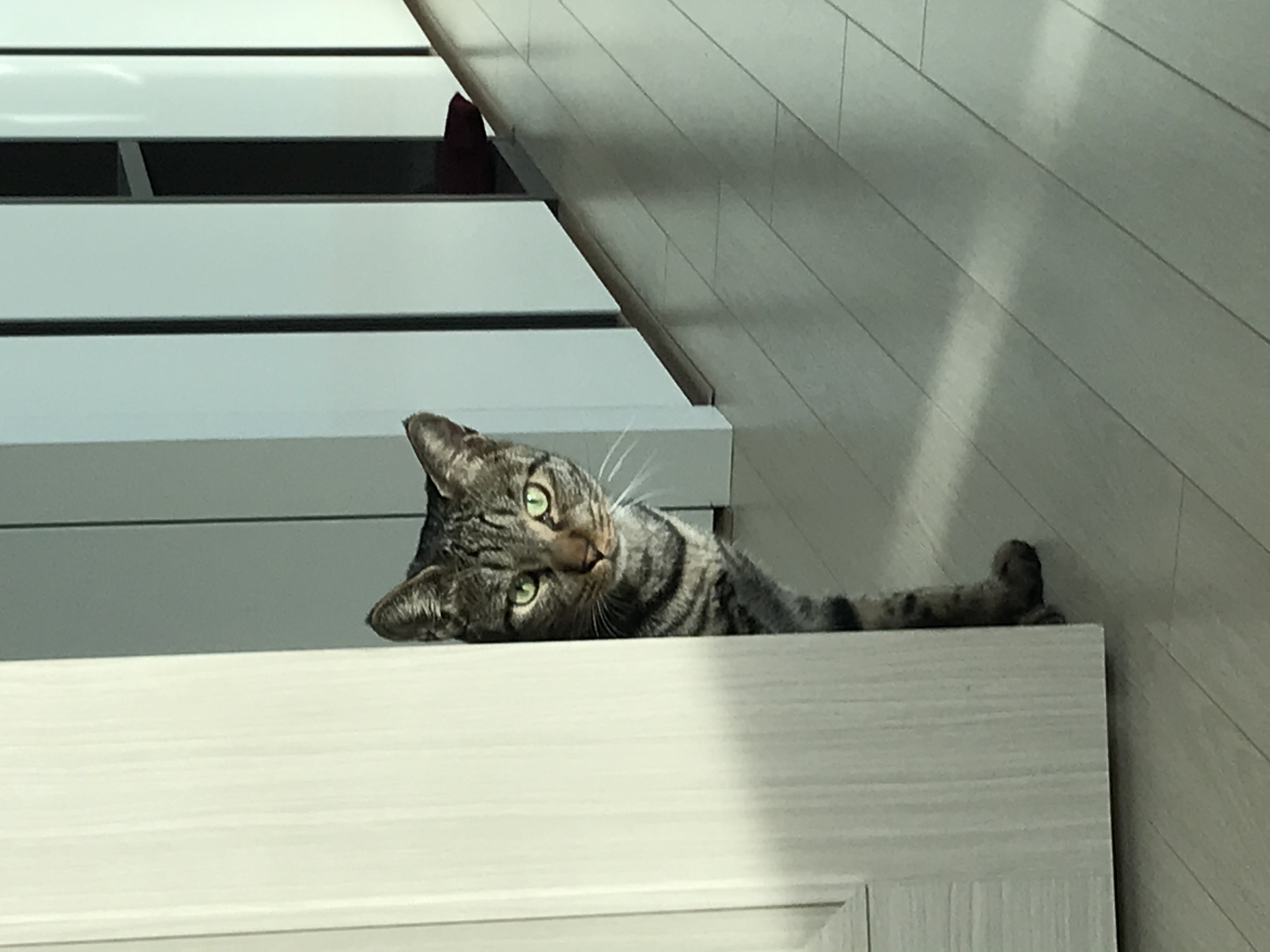 망덕(매콩)이 입양 3개월 후기